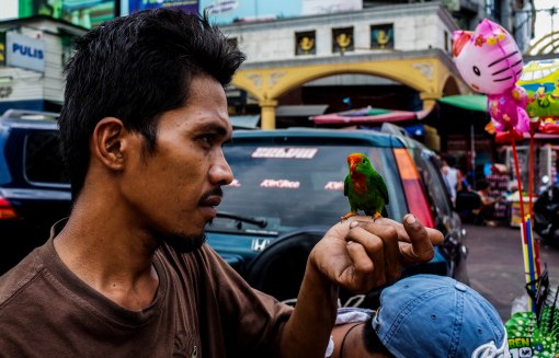 Intelligence without ambition is a bird without wings. -Salvador Dali Unfortunately the man caged the little one shortly after. Manila. 19th January 2016